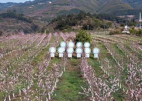 三生三世桃花源