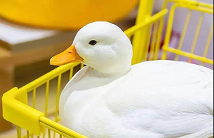 科尔鸭俱乐部（榆次万达馆）