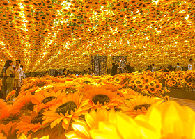 不一样的毕加索大师作品展(南京站)