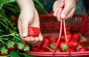 小七草莓采摘园