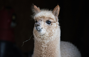 神兽羊驼主题馆