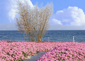 广龙抚海湾湿地公园