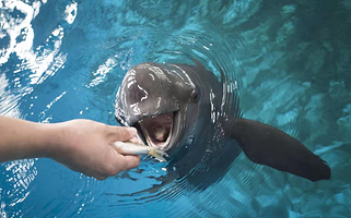 旅顺老铁山南端江豚湾