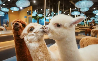 神兽羊驼主题馆（东城万达店）