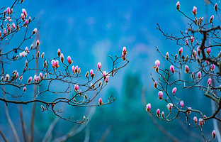 铁冲乡野生玉兰谷