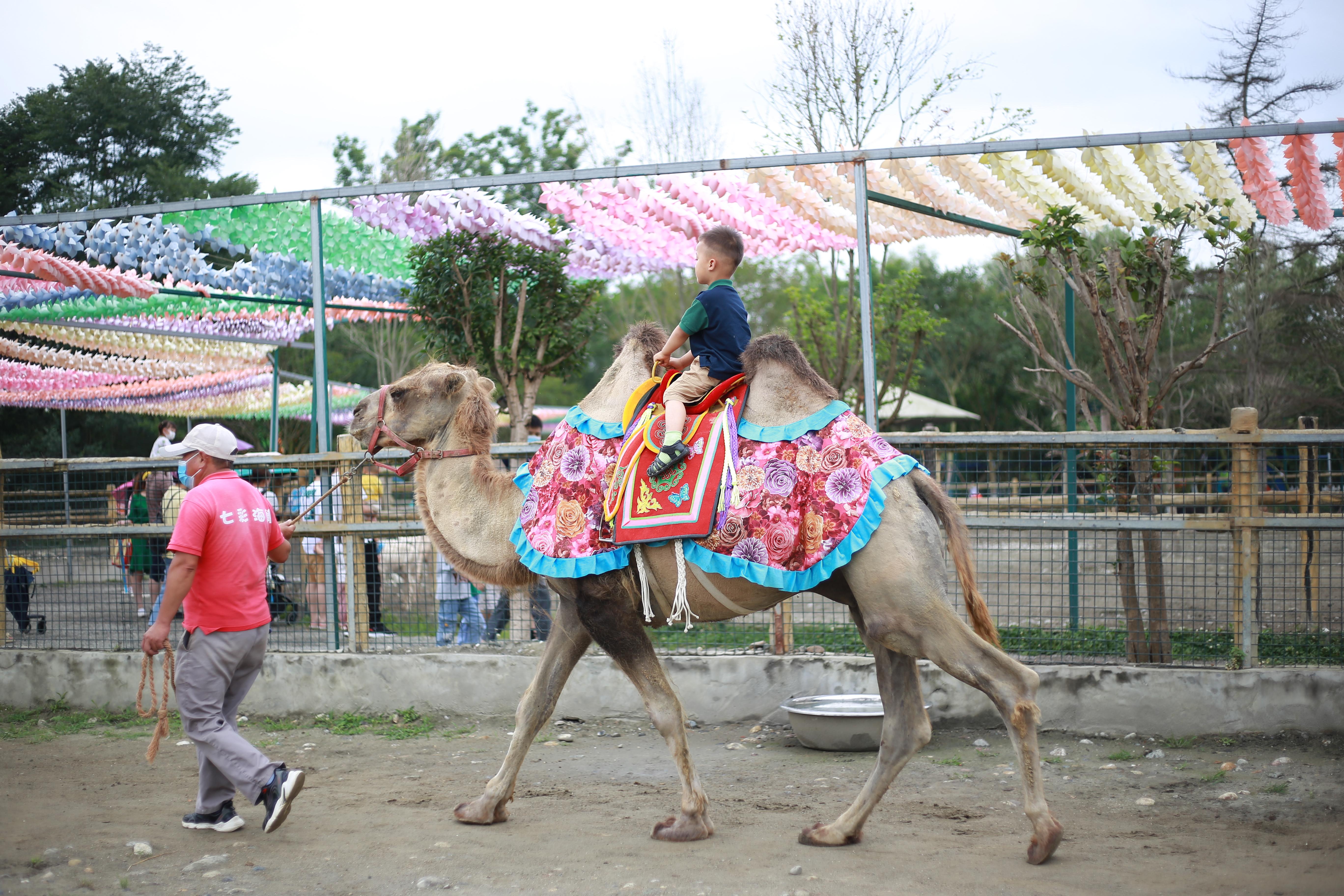 楽达·天府狂欢动物城