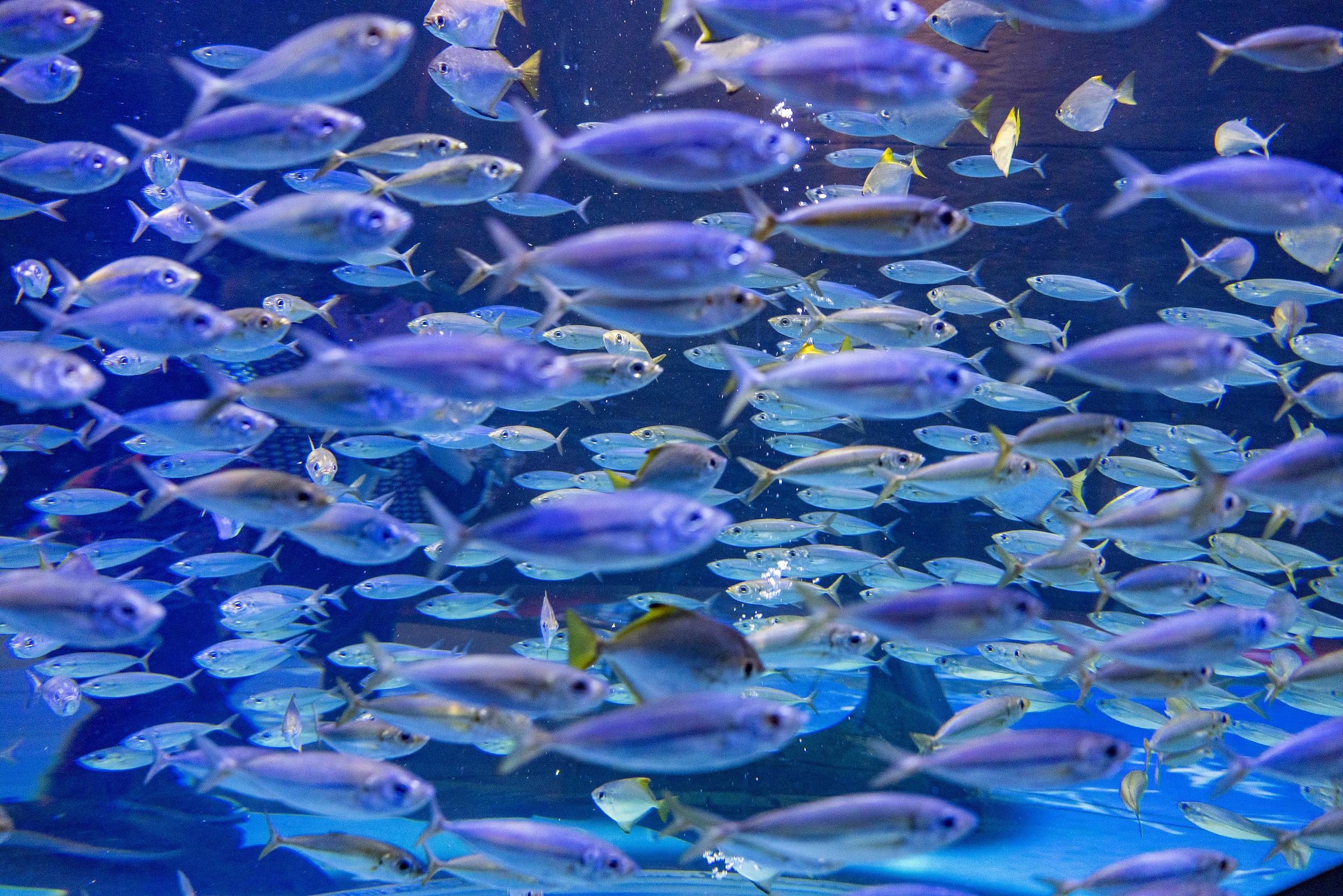 迪拜“失落的世界”水族馆