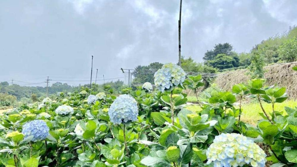 高家绣球花田万里第三园区