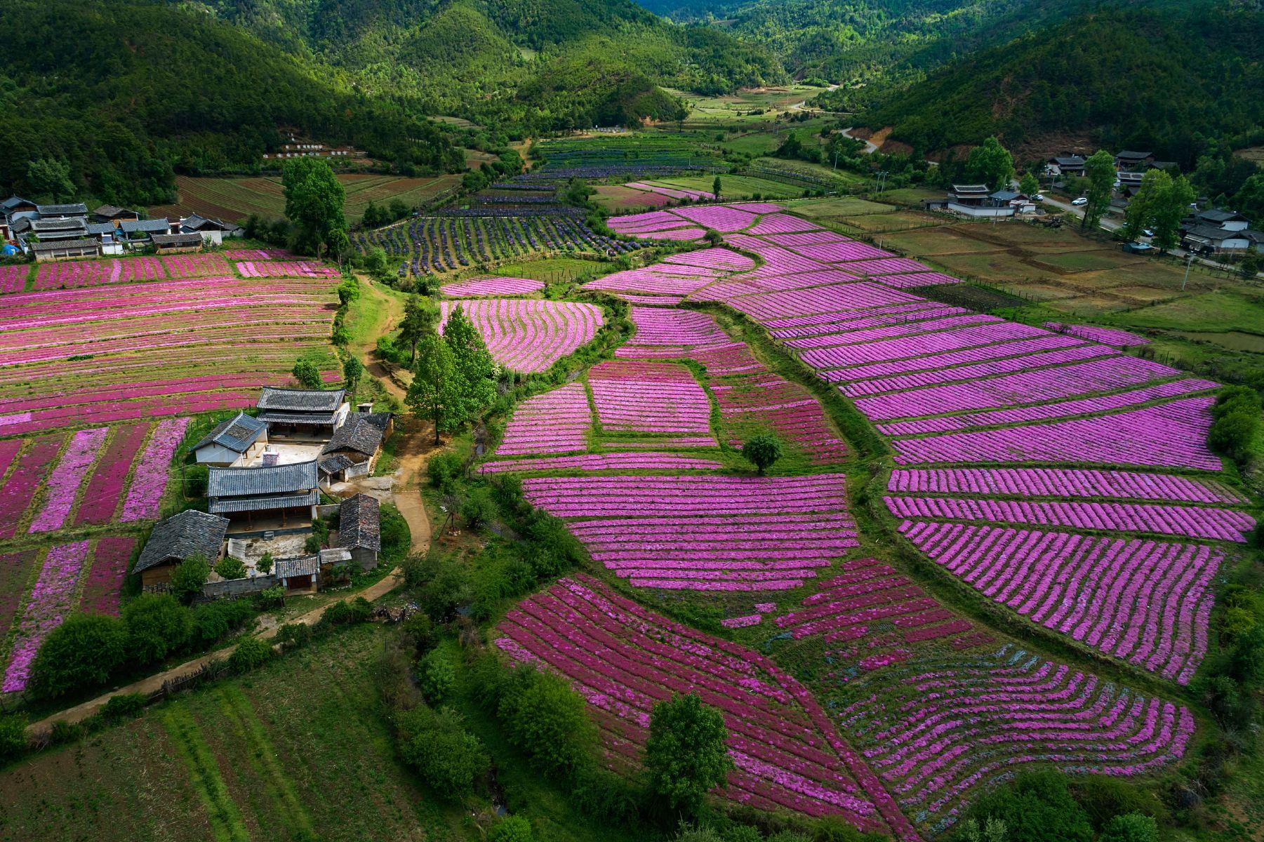 花海