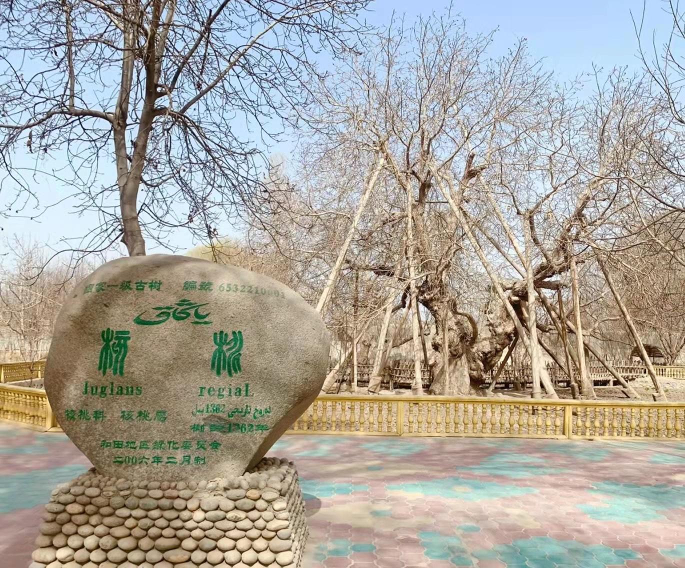 核桃树王公园