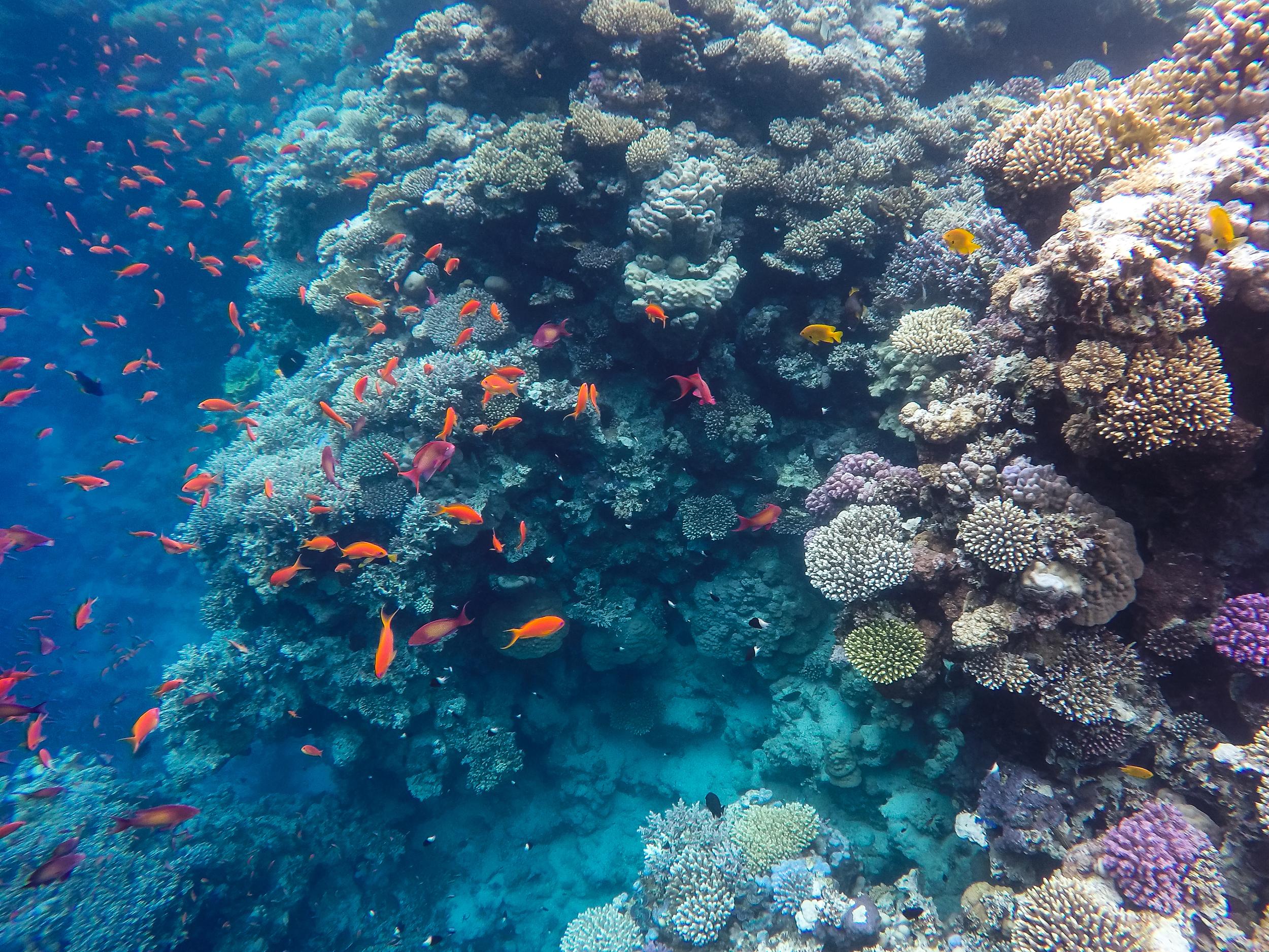悉尼水族馆