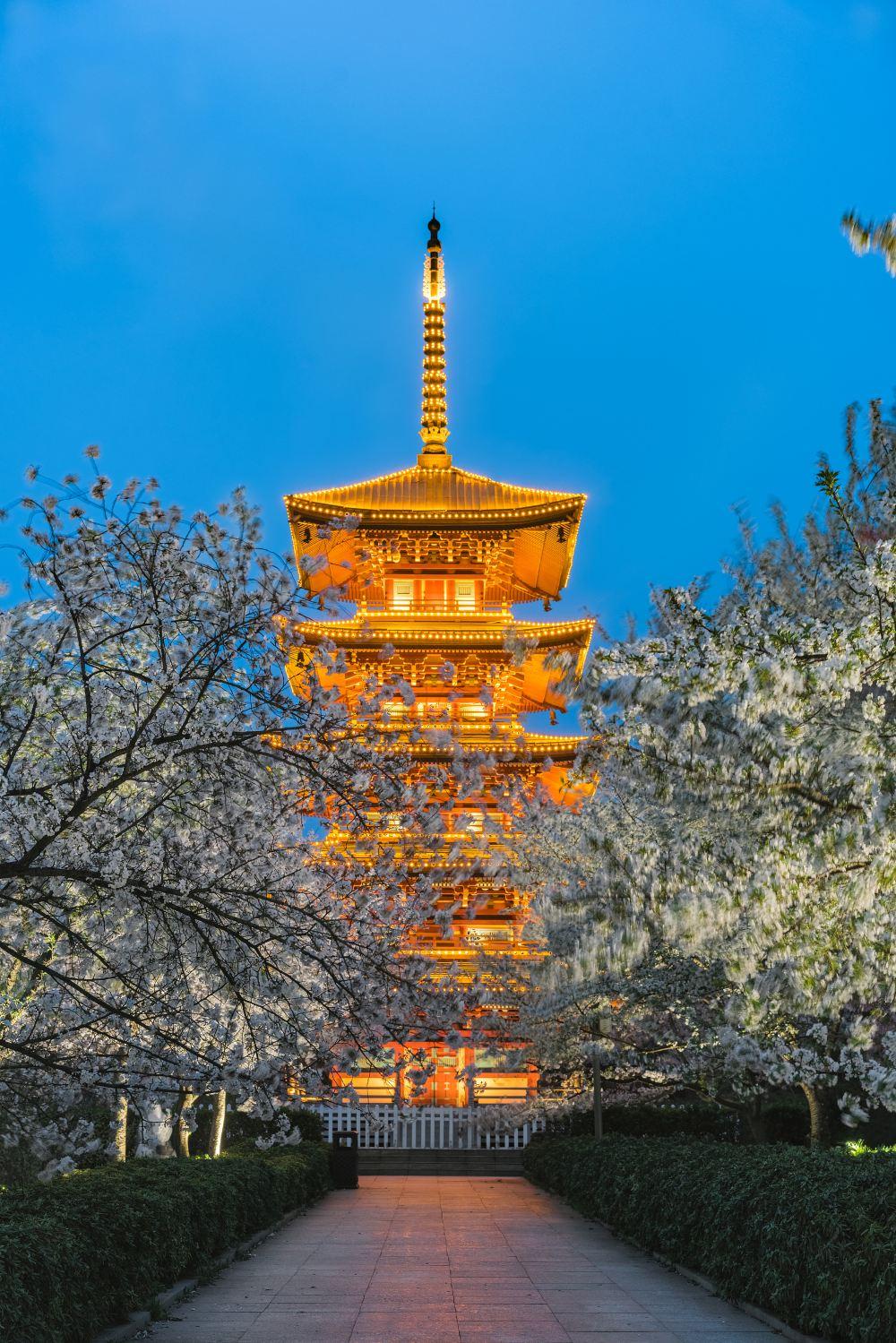 东湖樱花园