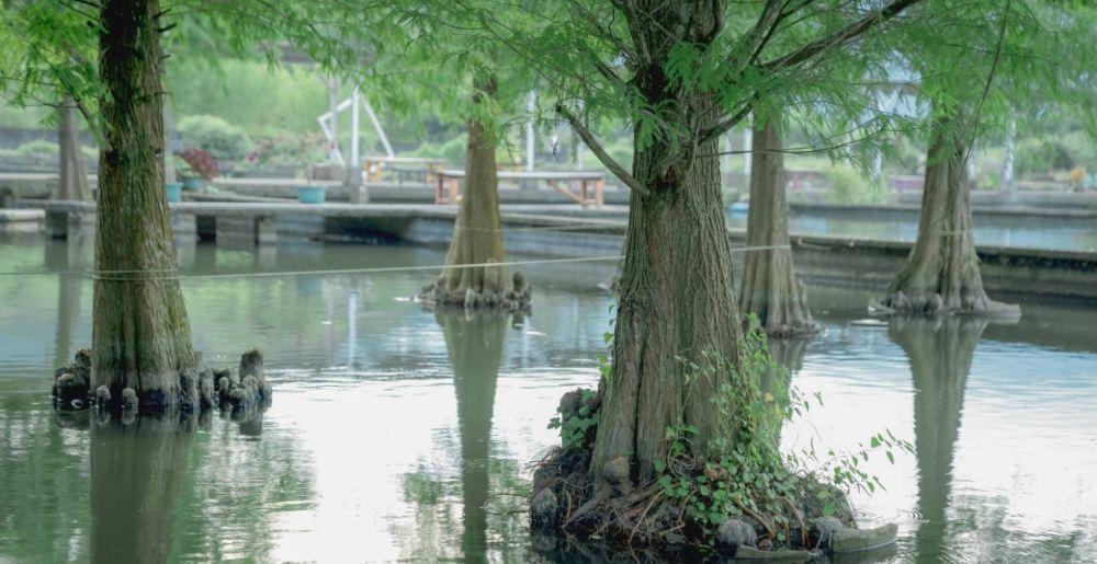 胜洋水草休闲农场