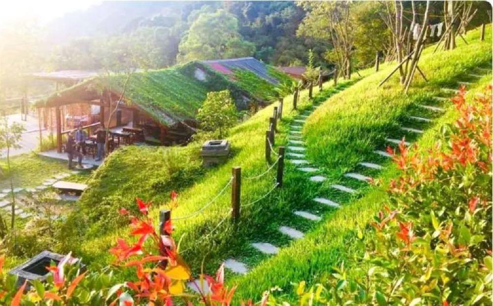 哈比丘茶树森林