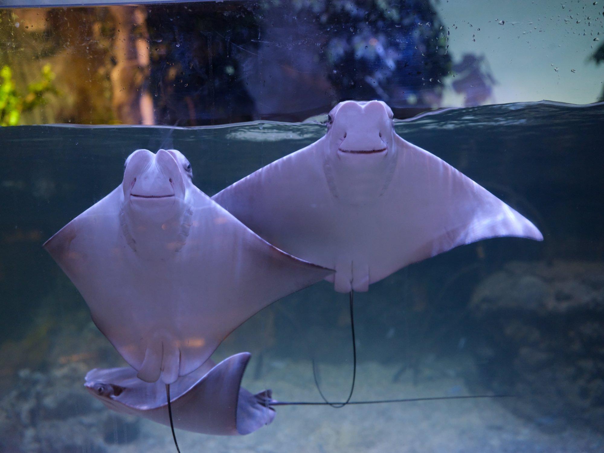 雅加达多媒体水族馆