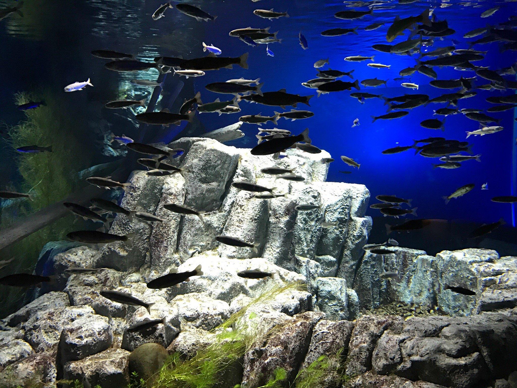 千岁水族馆