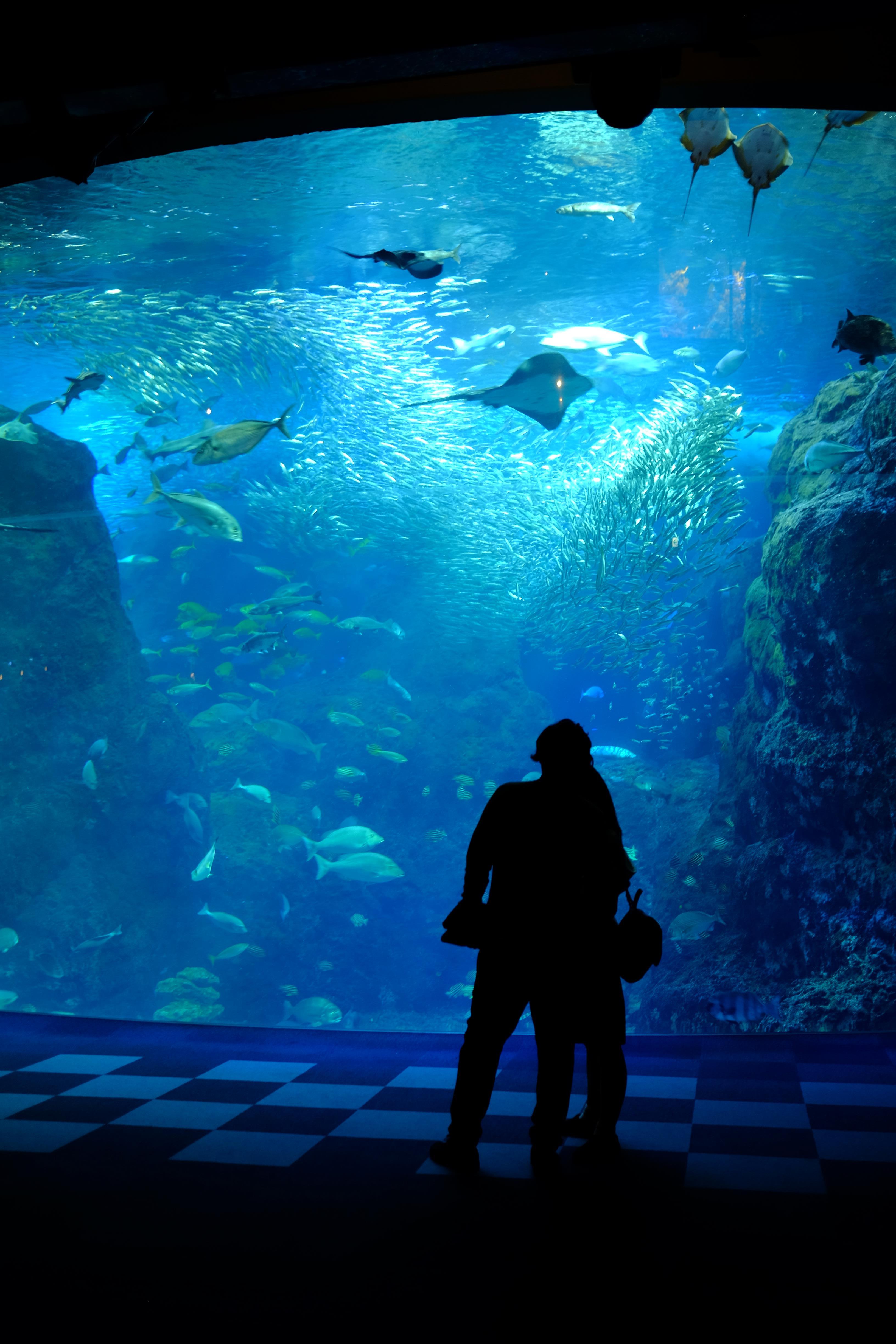 新江之岛水族馆