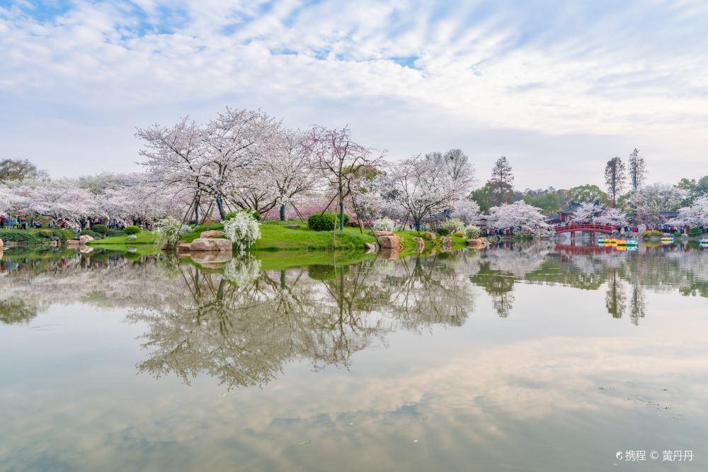 东湖樱花园