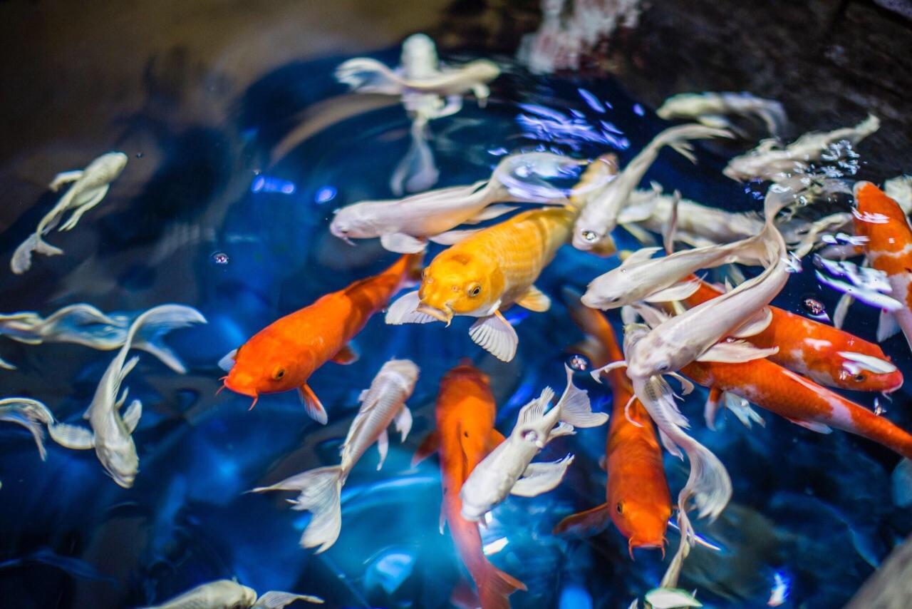 Sea Life COEX水族馆