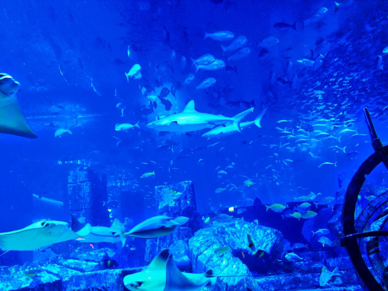 迪拜“失落的世界”水族馆