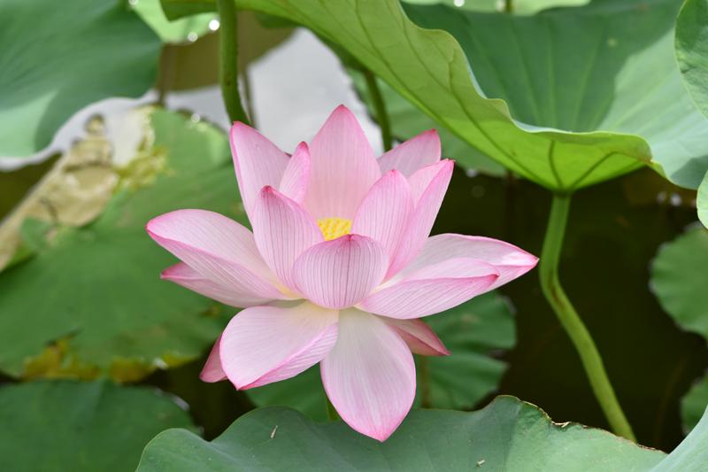 东南植物乐园
