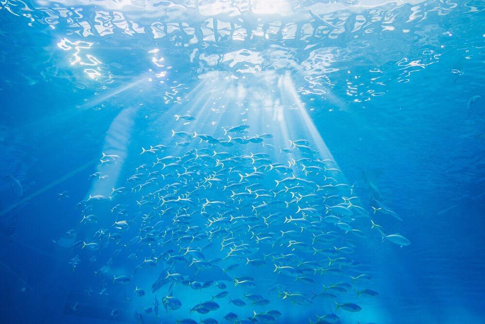 冲绳美丽海水族馆