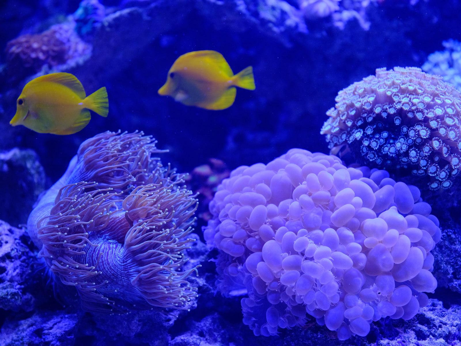 雅加达多媒体水族馆