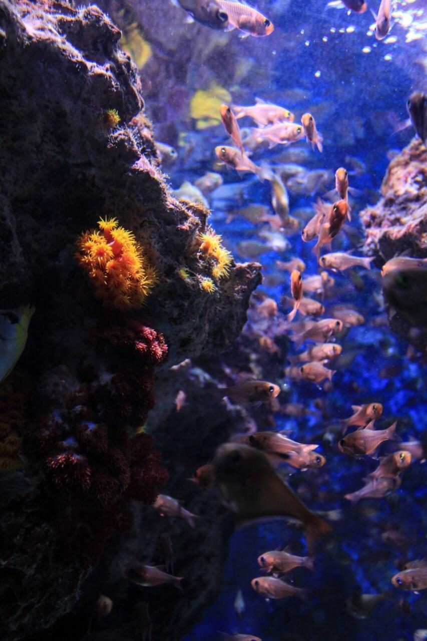 冲绳美丽海水族馆