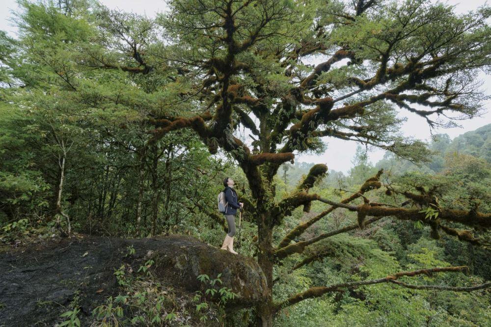 高黎贡山南段西支线毛毛球原始森林