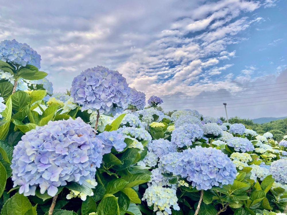 高家绣球花田万里第三园区