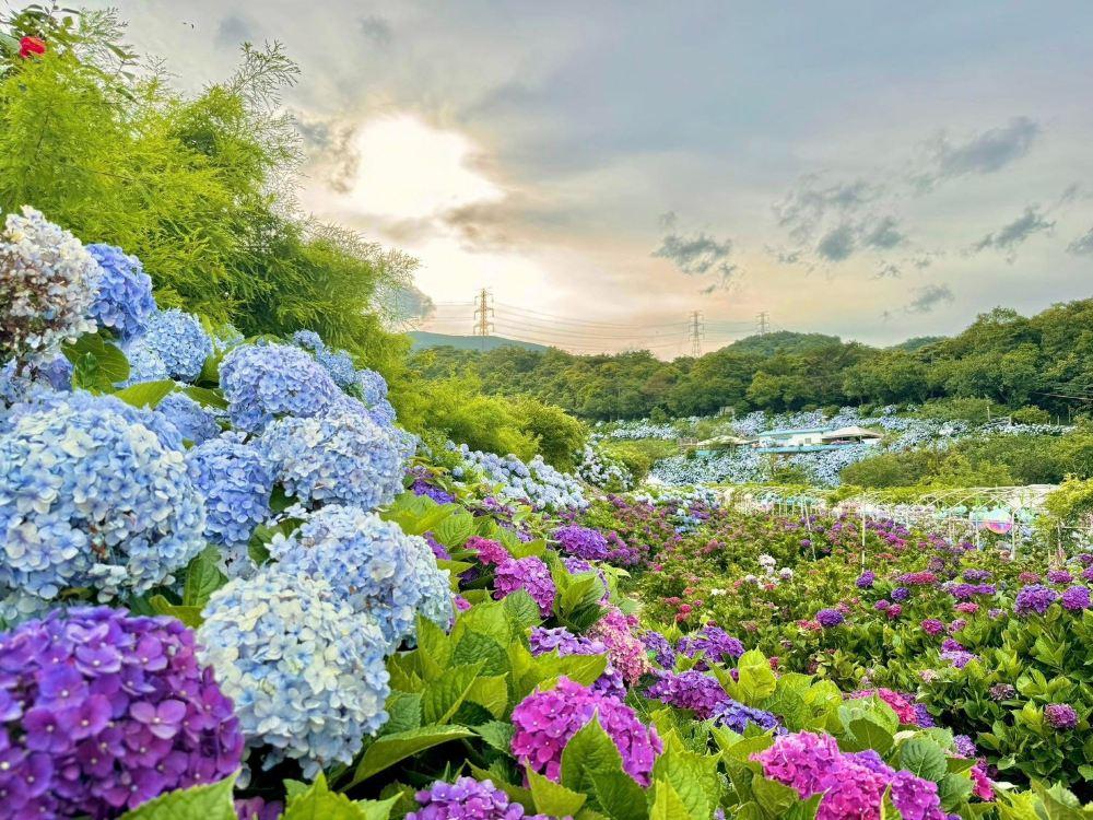 高家绣球花田万里第三园区