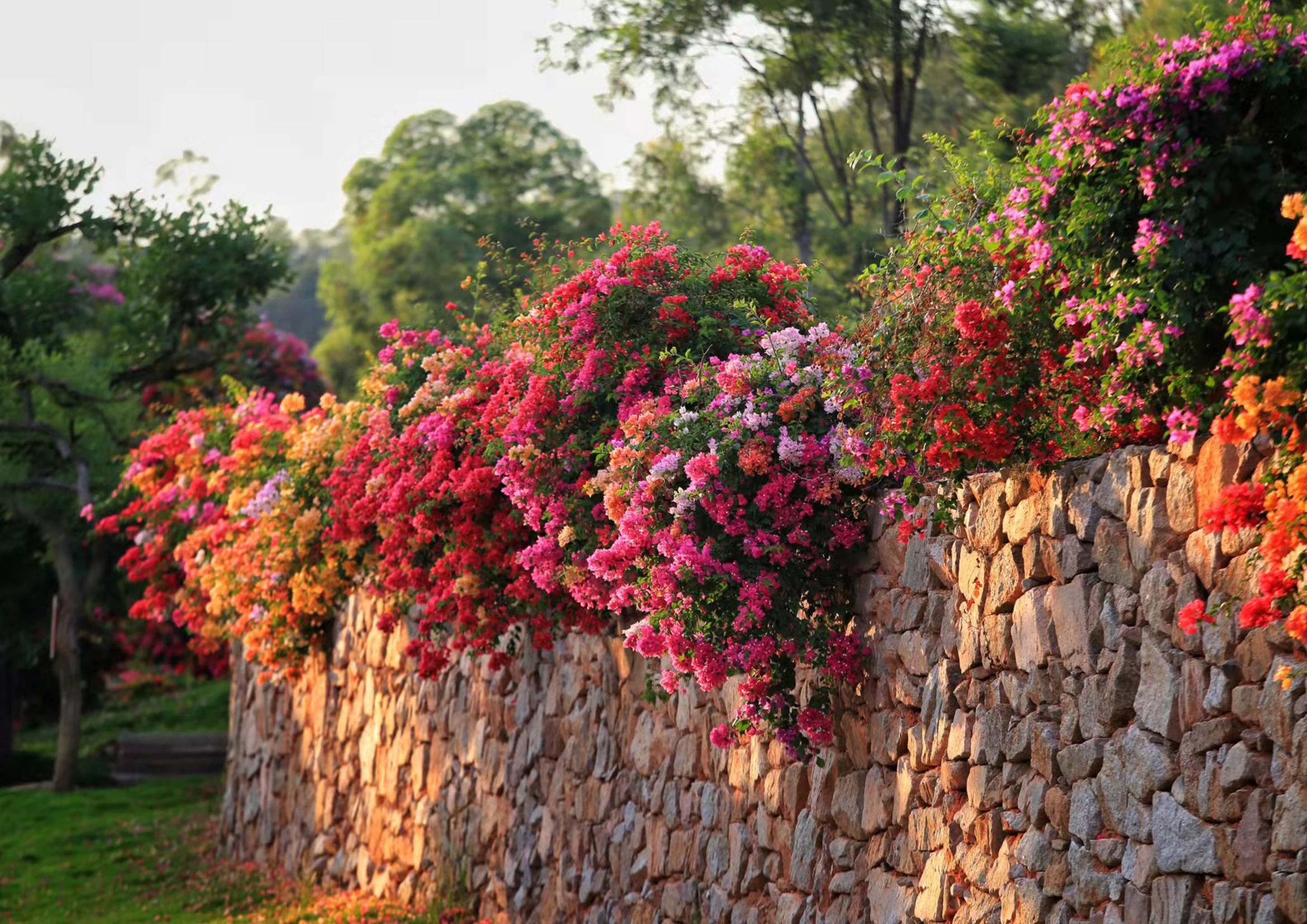 马岭观花植物园