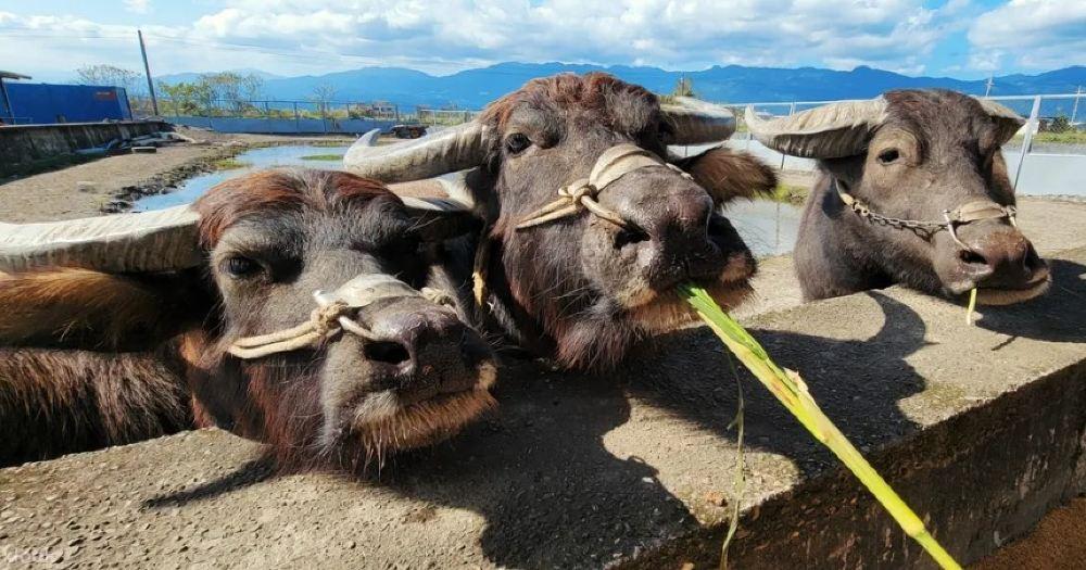 牛头司体验农场