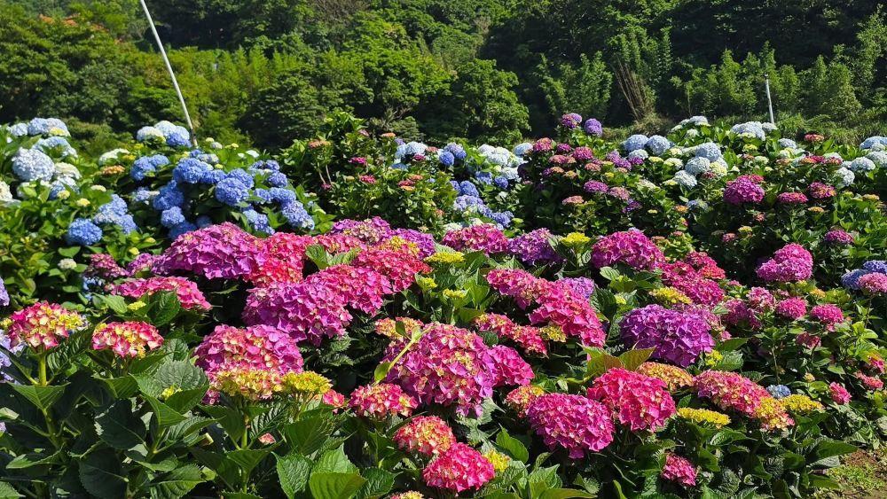 高家绣球花田水尾第二园区