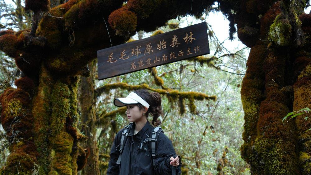 高黎贡山南段西支线毛毛球原始森林