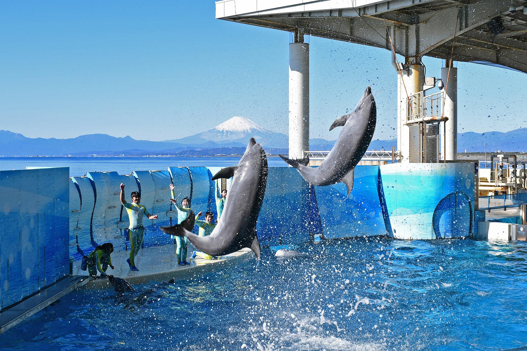 新江之岛水族馆