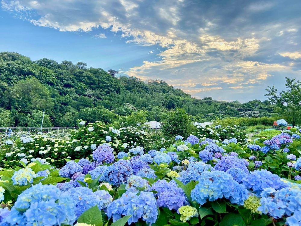 高家绣球花田万里第三园区