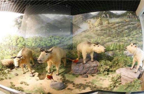 西北大学博物馆