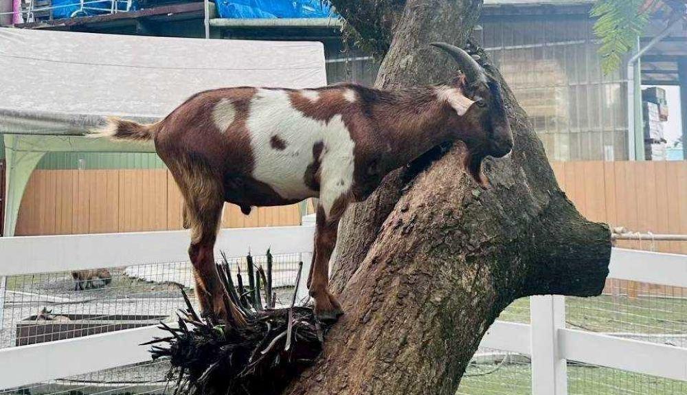 萌萌森林物语
