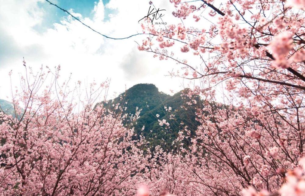 三峡大熊樱花林