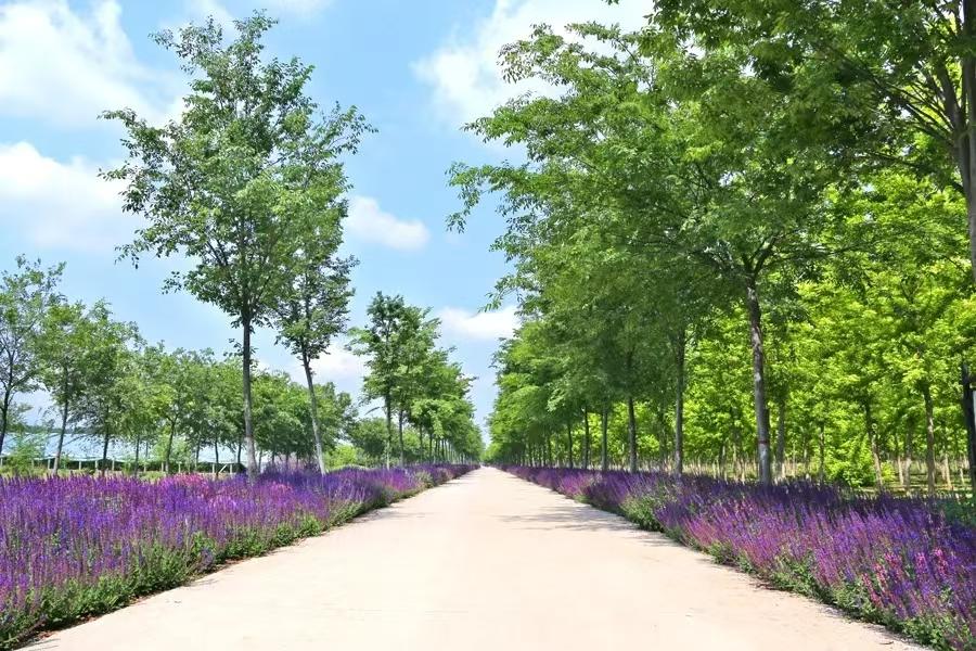 聊城芳香文化博览园