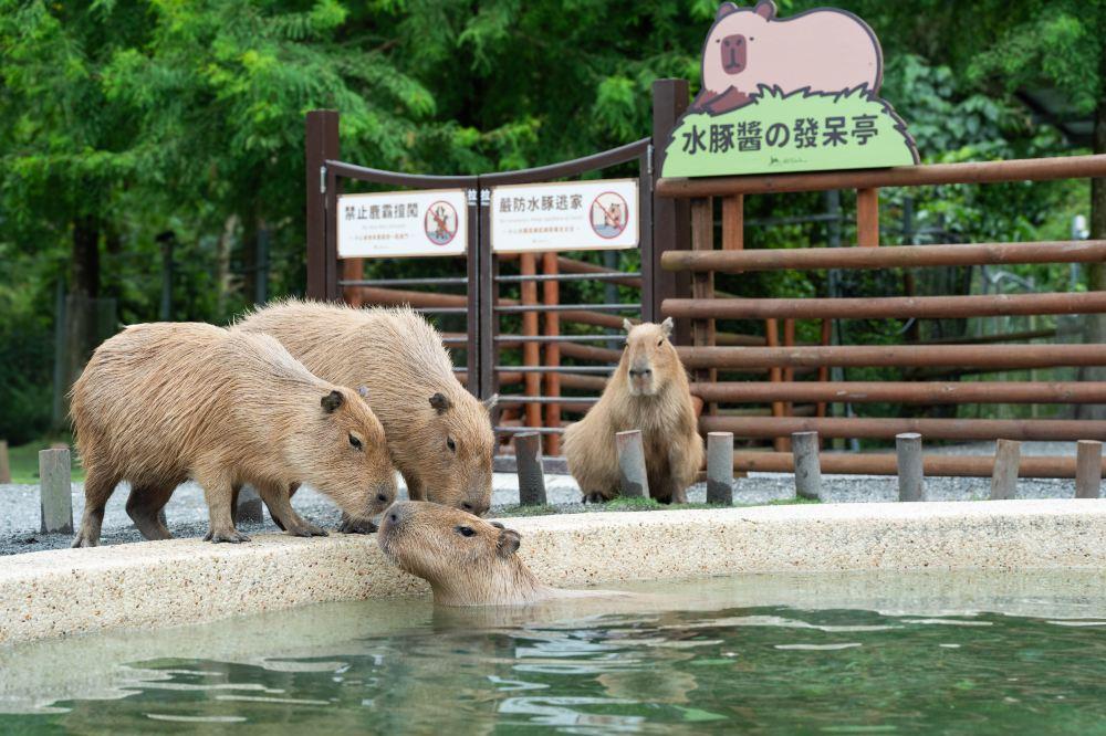 斑比山丘