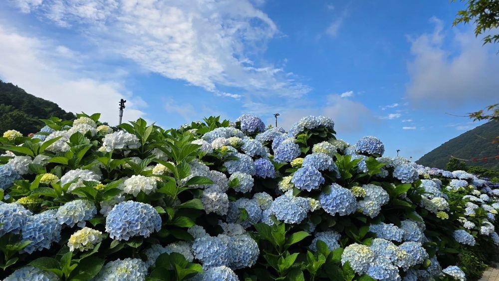 高家绣球花田水尾第二园区
