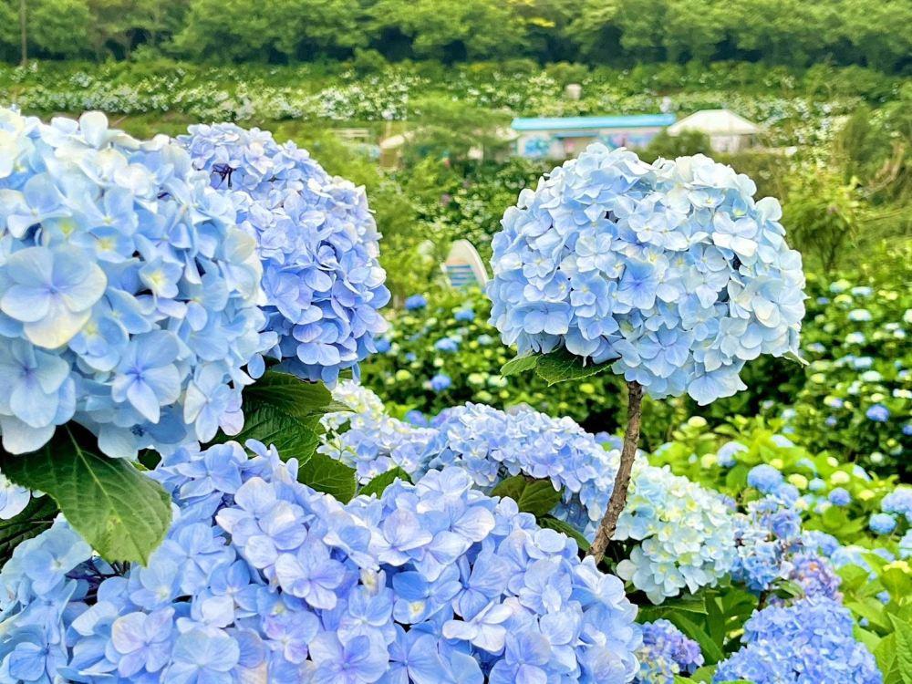 高家绣球花田万里第三园区