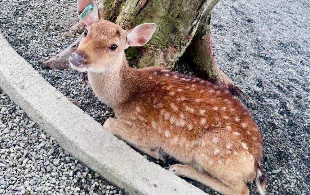 萌萌森林物语