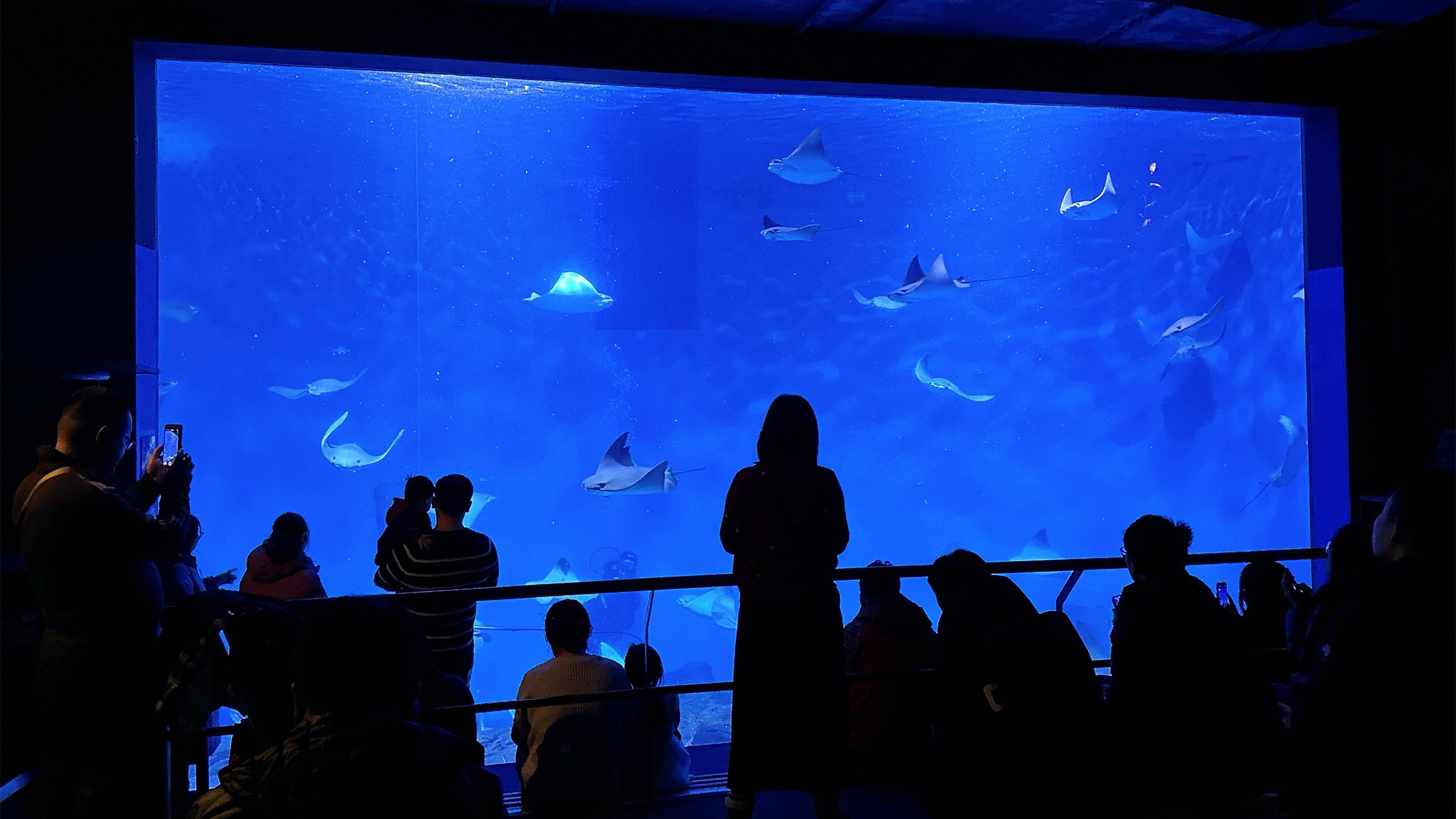 上海海洋水族馆