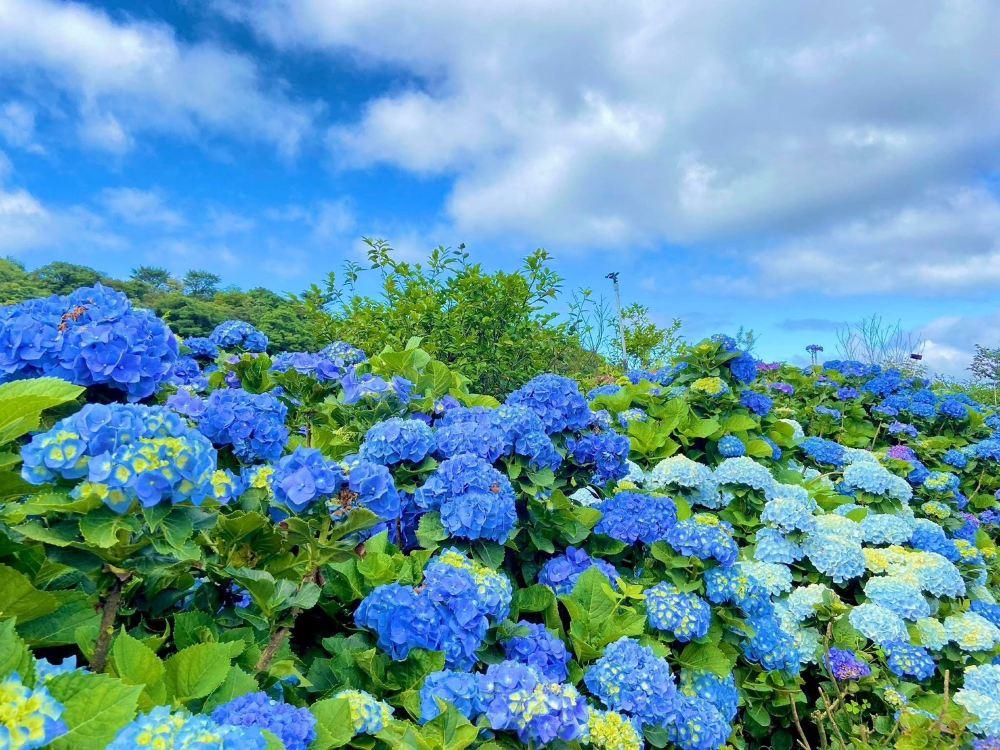 高家绣球花田万里第三园区