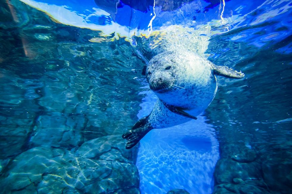 上海海洋水族馆
