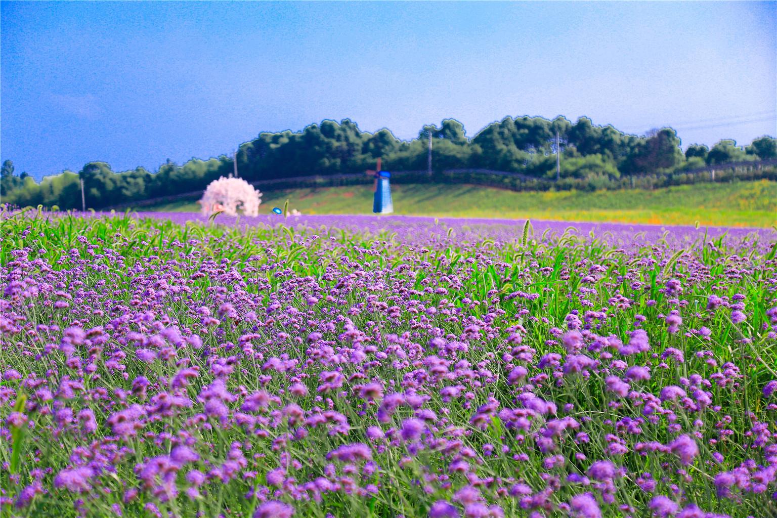 洋沙湖花海营地