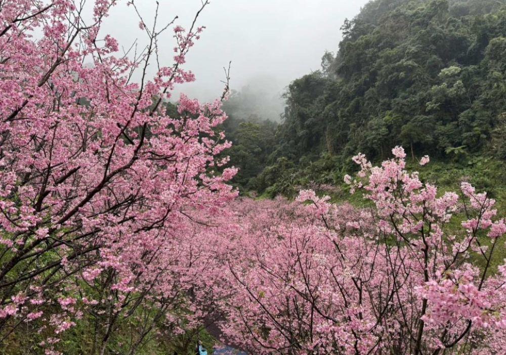 三峡大熊樱花林